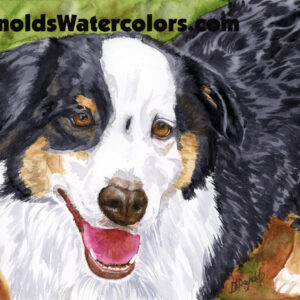 Border Collie 11 x 14 Print