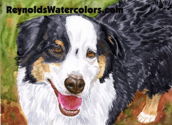 Border Collie 11 x 14 Print