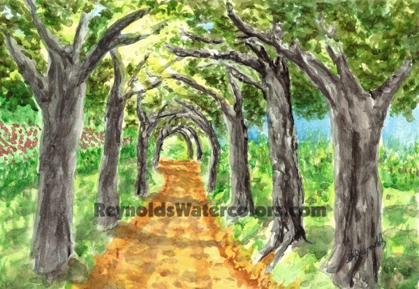 Canopy Dirt Road 10 x 8 Print