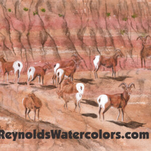Big Horn Sheep 8 x 10 Print