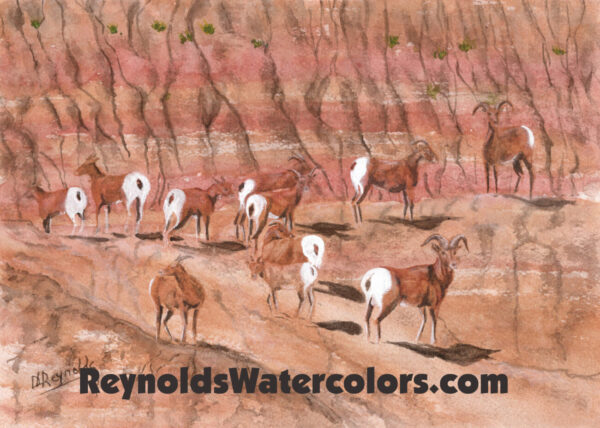 Big Horn Sheep 8 x 10 Print