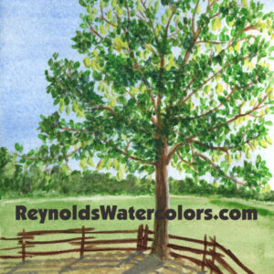 Morning Paddock 10 x 8 Print