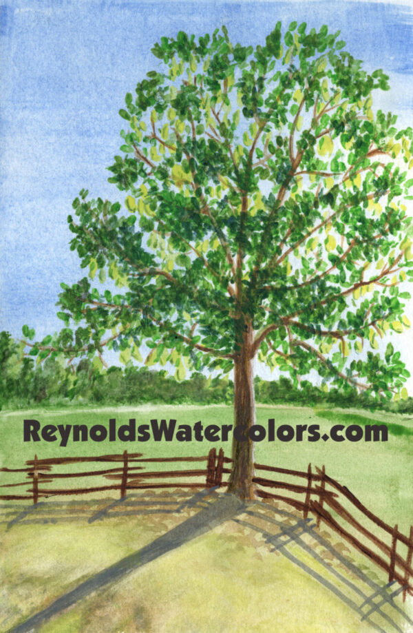 Morning Paddock 10 x 8 Print