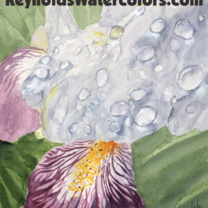 Blooming Iris 10 x 8 Print