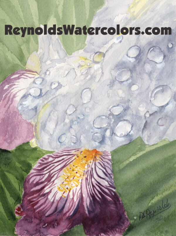 Blooming Iris 10 x 8 Print